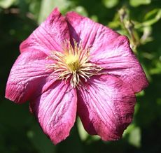 Clematis-4.jpg